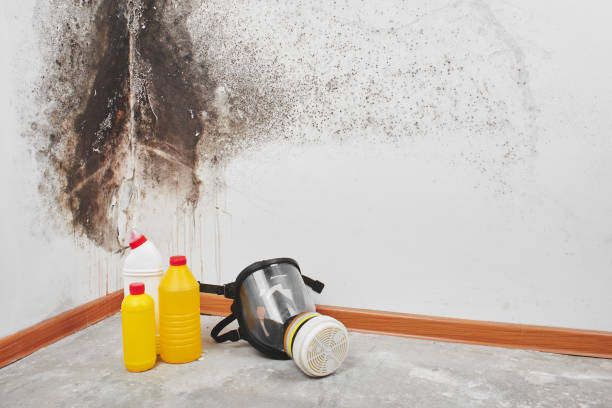 Best Mold Testing  in Almont, MI