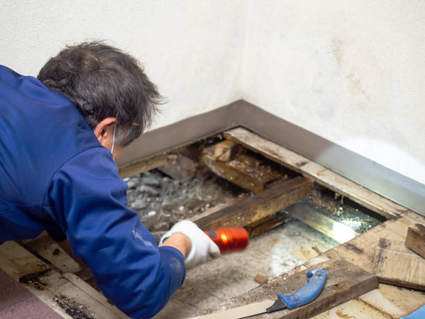 Best Office Mold Removal Services  in Almont, MI