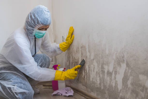 Best Attic Mold Removal  in Almont, MI