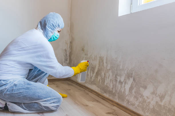 Best Professional Mold Removal  in Almont, MI