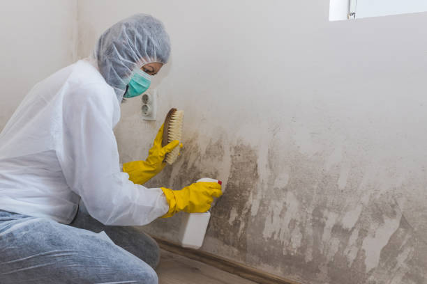 Best Best Mold Removal Companies  in Almont, MI