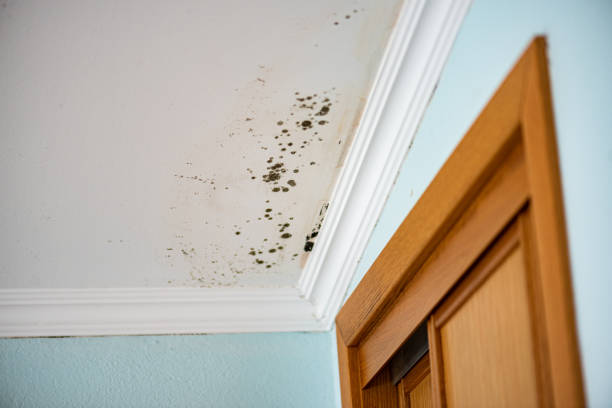 Mold Removal and Inspection in Almont, MI