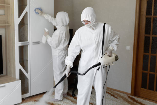 Best Affordable Mold Removal  in Almont, MI