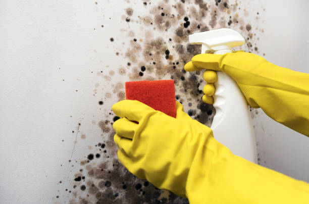 Best Mold Cleaning Services  in Almont, MI