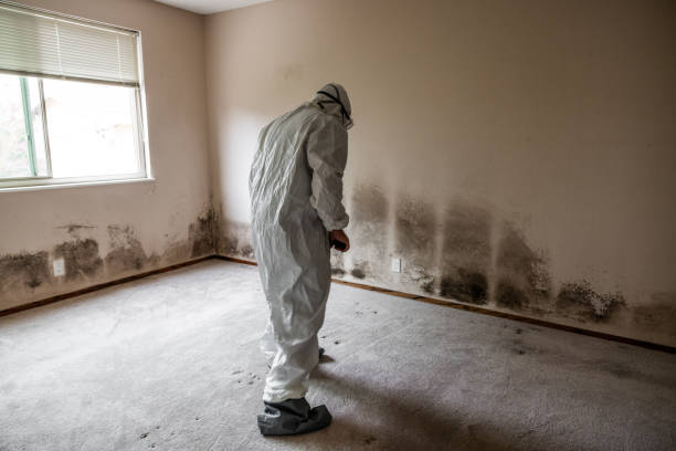 Mold Removal Process in Almont, MI