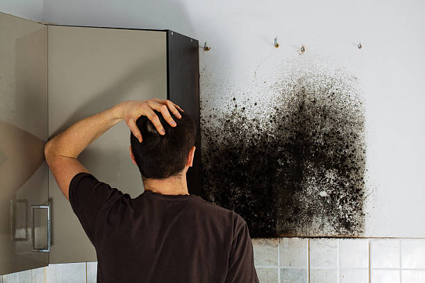 Best Mold Testing  in Almont, MI