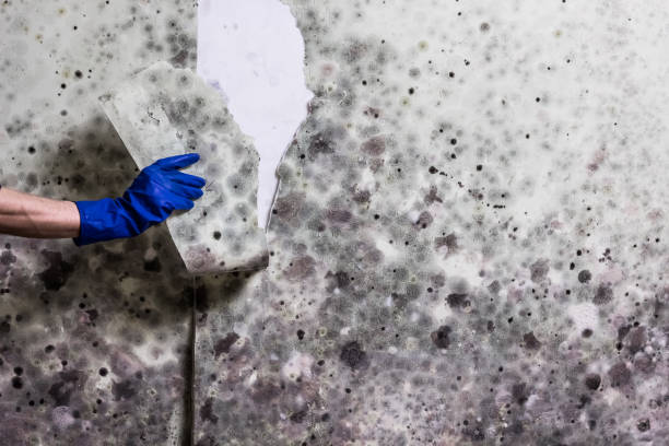 Best Mold Removal Near Me  in Almont, MI