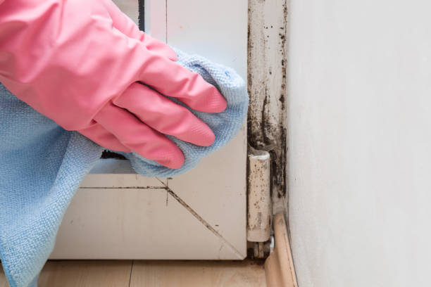 Best Mold Remediation Services  in Almont, MI