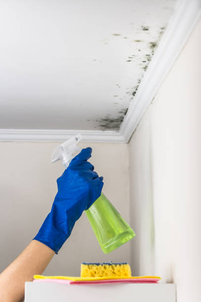 Best Emergency Mold Removal  in Almont, MI