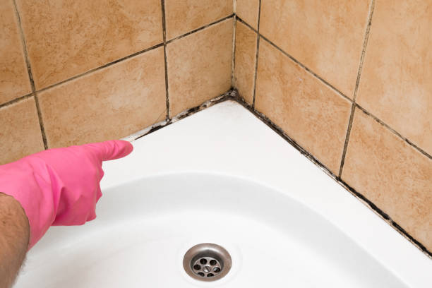 Certified Mold Removal in Almont, MI